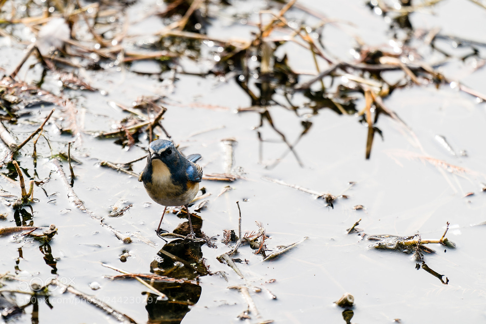 Sony a9 sample photo. Angry bird photography