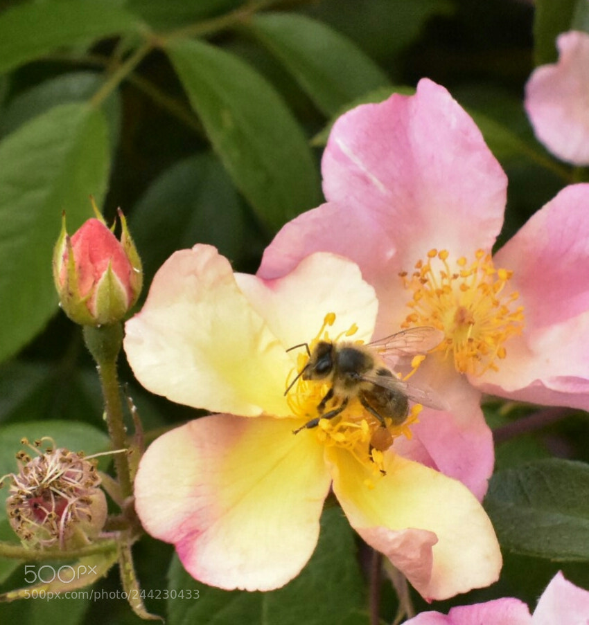 Nikon D7200 sample photo. Abeja photography