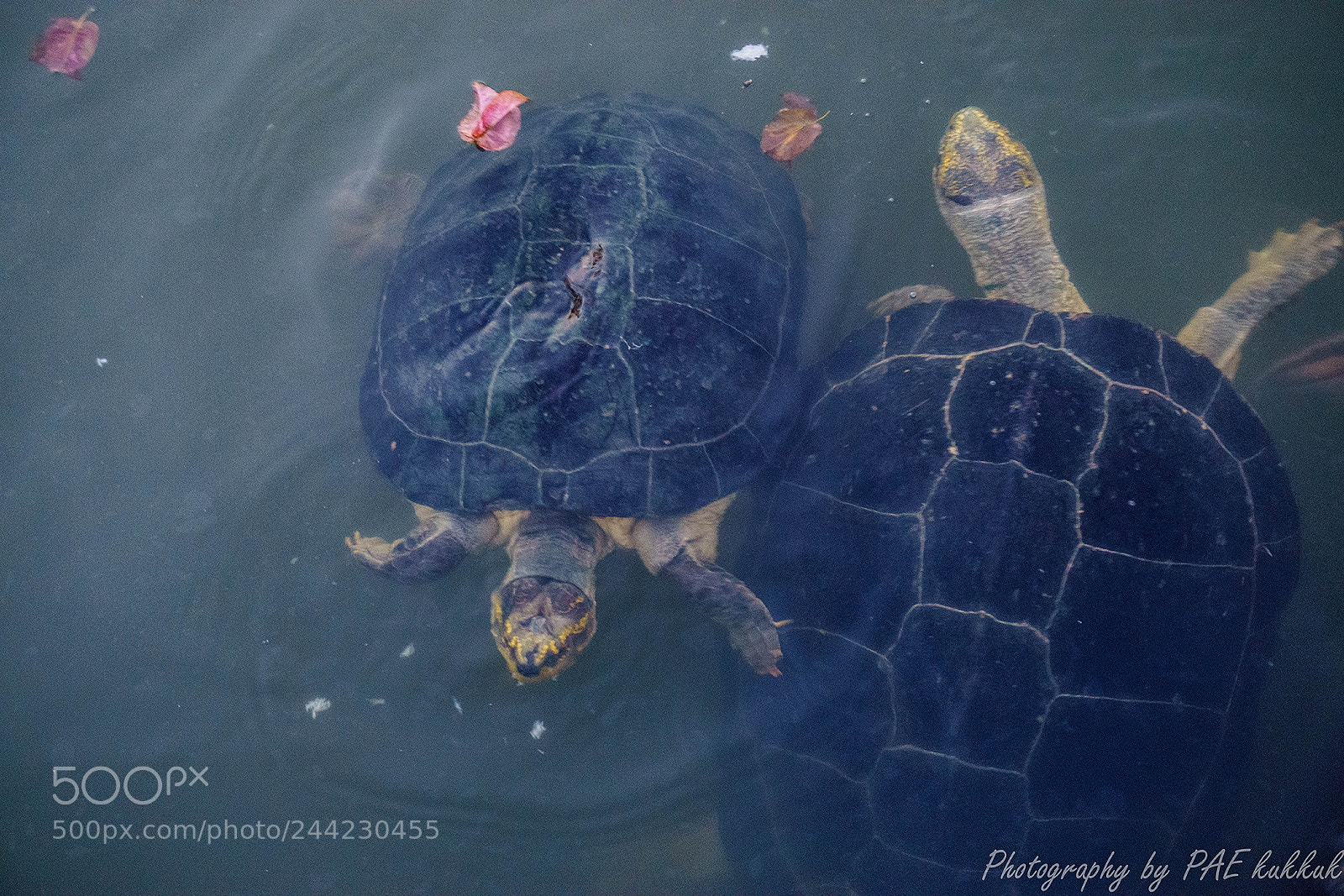Sony a5100 sample photo. Turtle photography