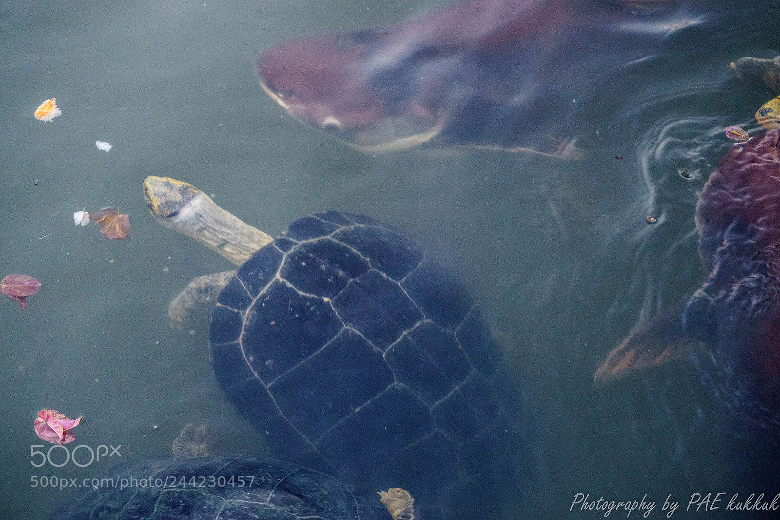 Sony a5100 sample photo. Turtle photography