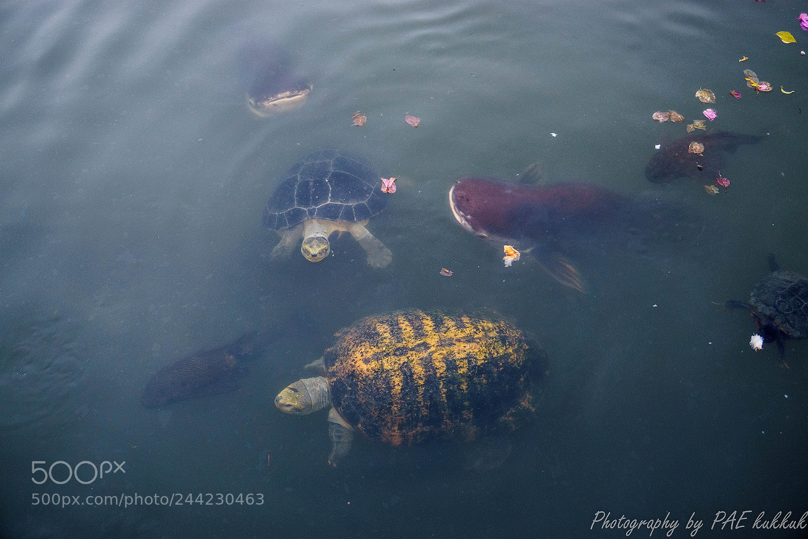 Sony a5100 sample photo. Turtle photography