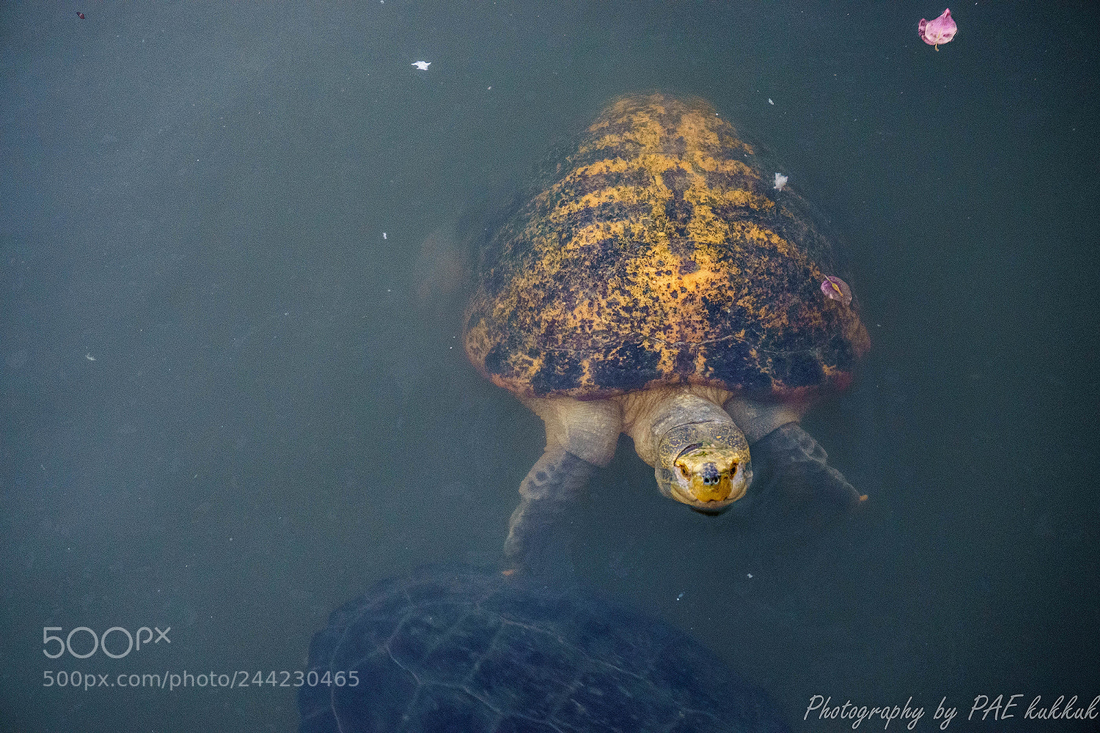 Sony a5100 sample photo. Turtle photography