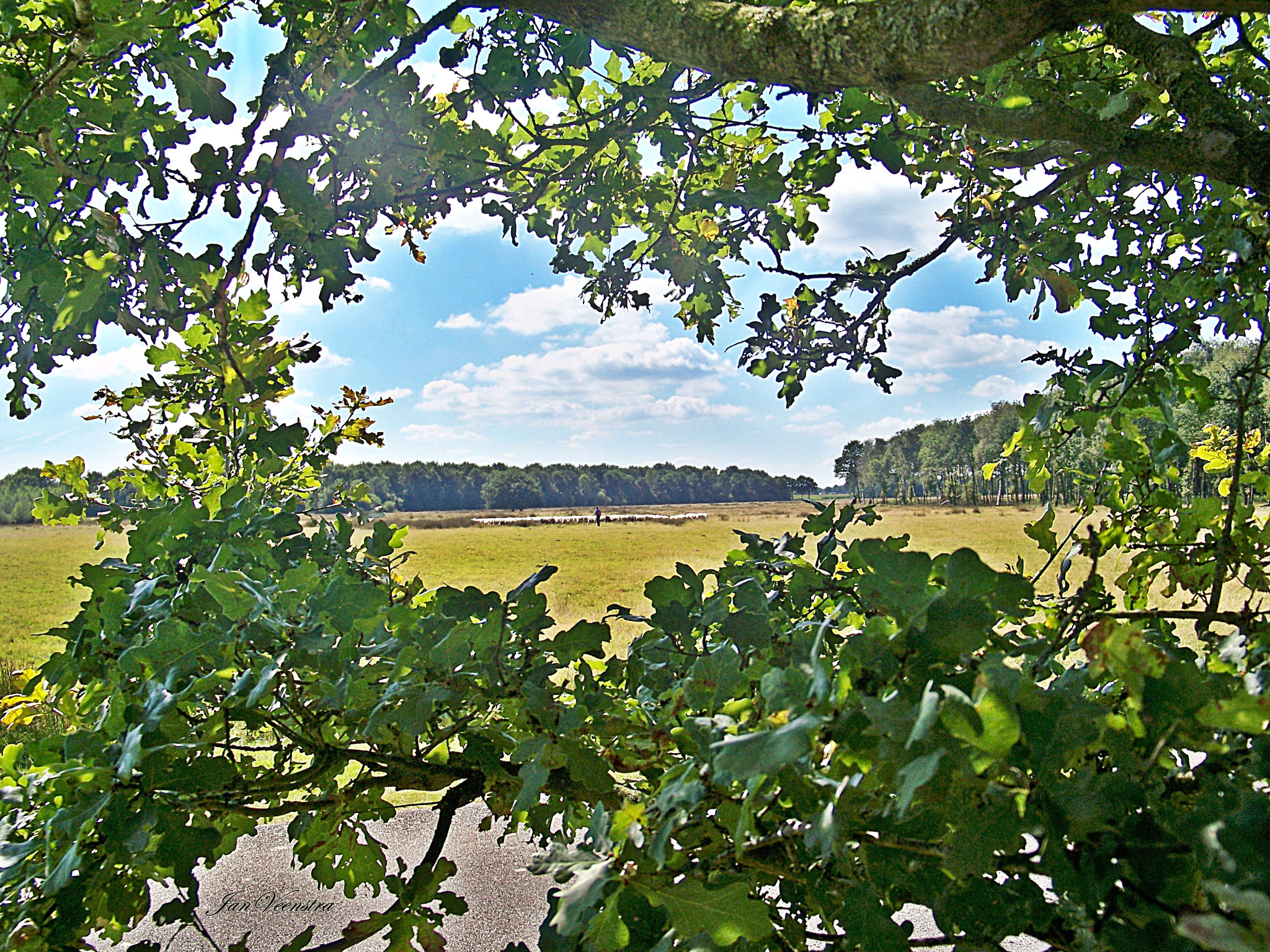 Kodak EASYSHARE Z1012 IS DIGITAL CAMERA sample photo. Sheep herd in the field photography