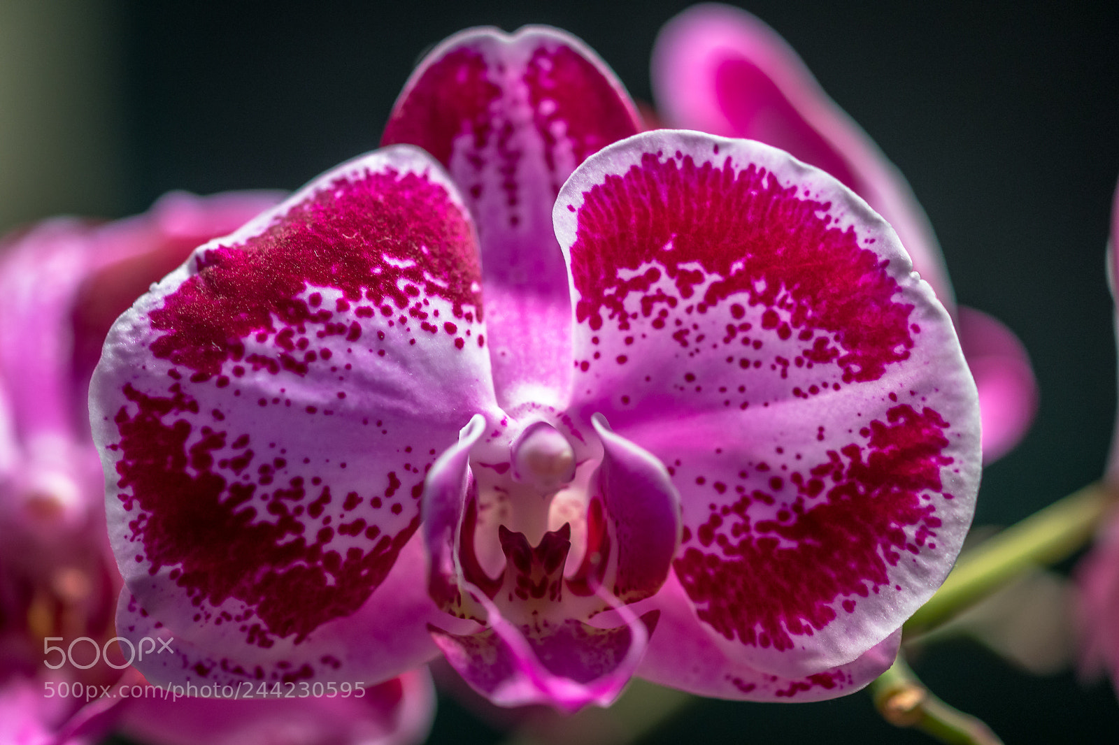 Sony SLT-A99V sample photo. Orchid flower photography