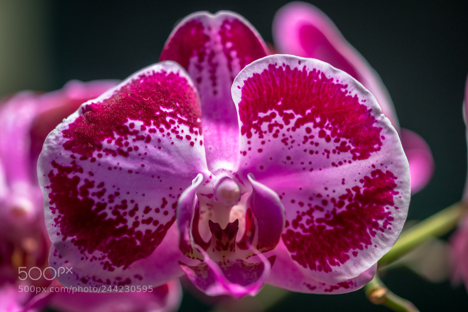 Sony a99 II sample photo. Orchid flower photography