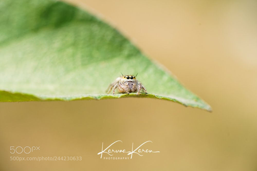 Sony a99 II sample photo. This tiny i am !!! photography