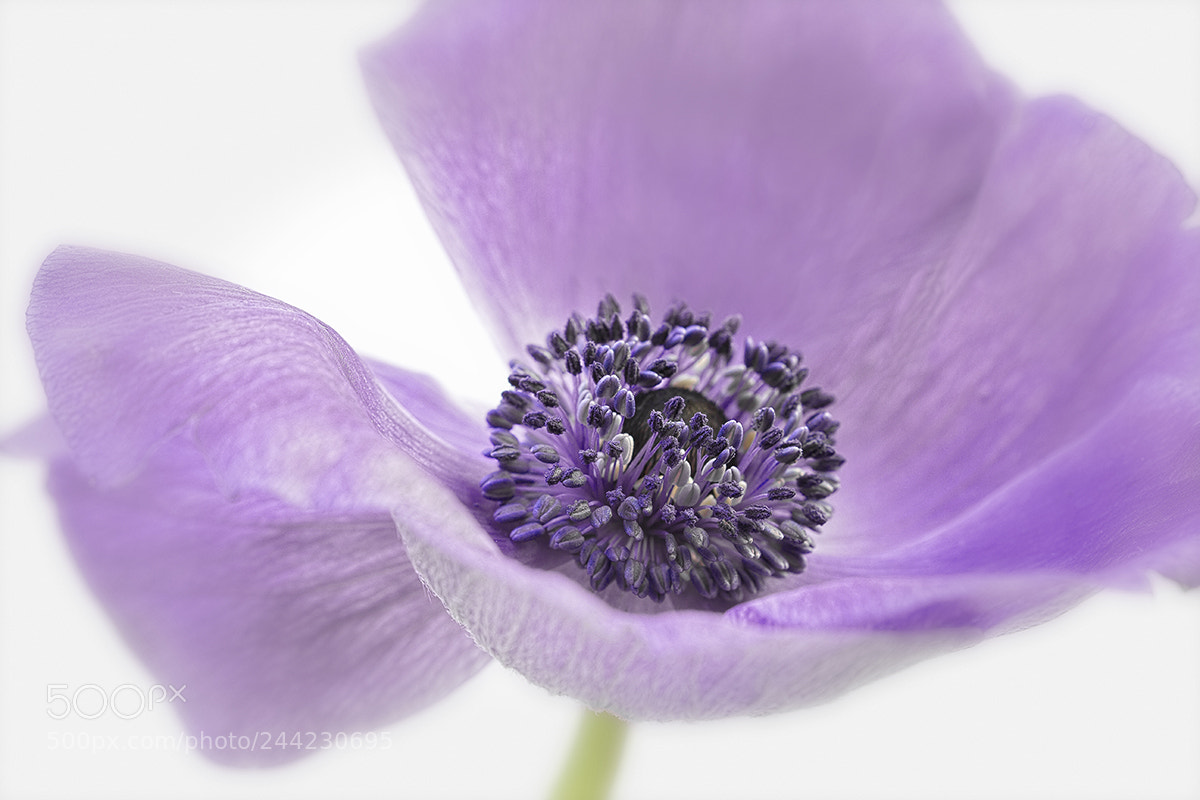 Canon EOS 60D sample photo. Spring anemone photography