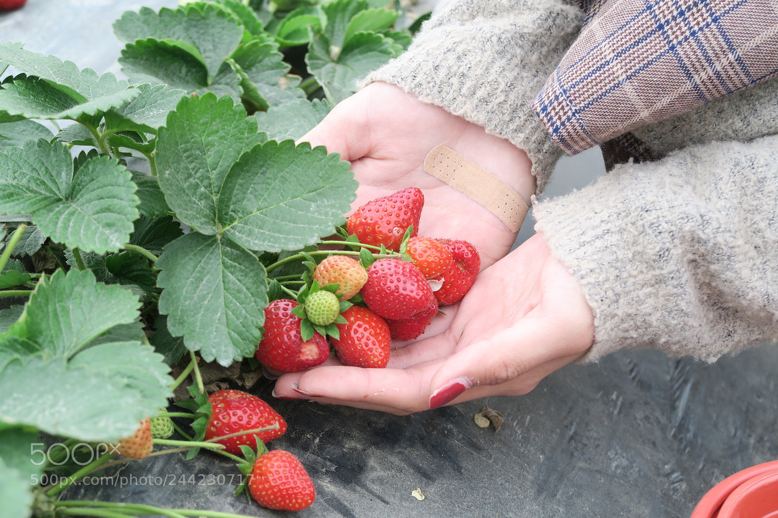 Canon PowerShot G7 X sample photo. Strawberry photography