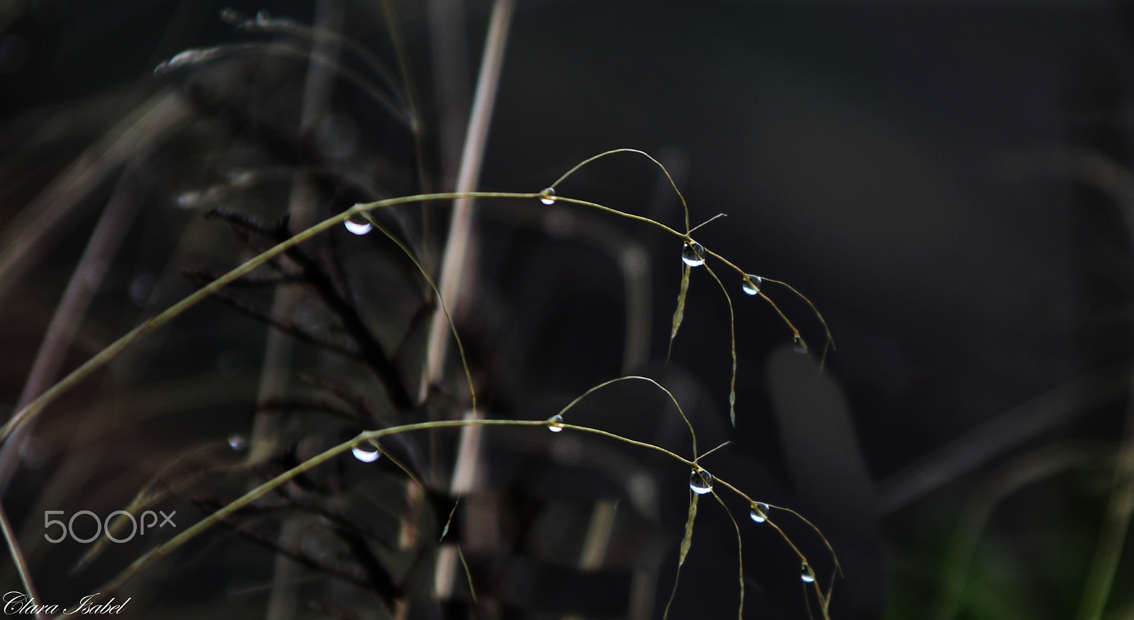Canon TS-E 90mm F2.8 Tilt-Shift sample photo. Lagrimas de lluvia! photography
