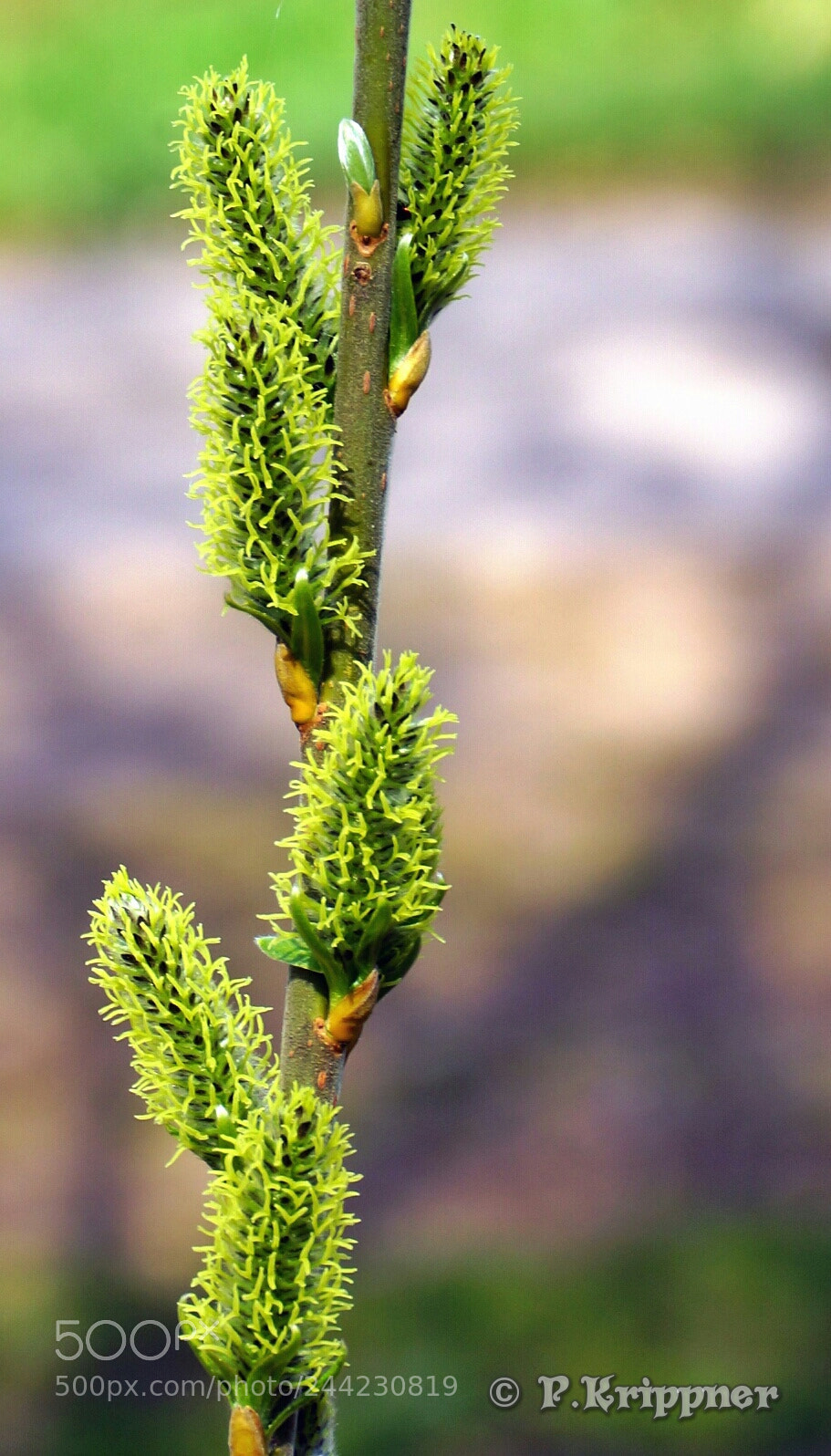 Sony SLT-A77 sample photo. Untitled photography