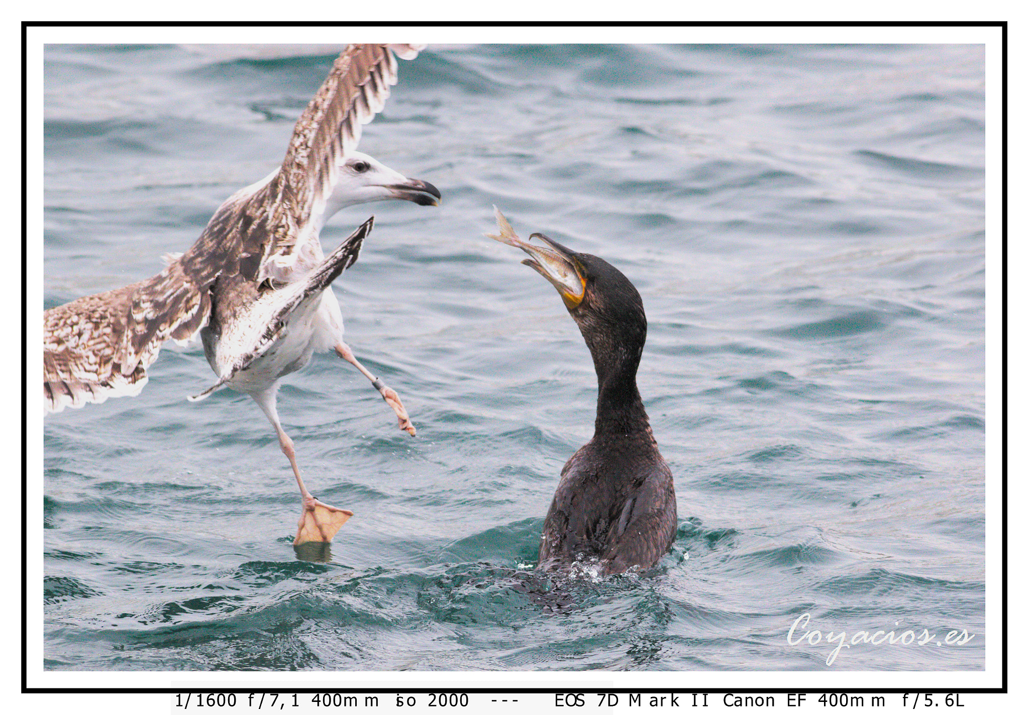 Canon EOS 7D Mark II + Canon EF 400mm F5.6L USM sample photo. Cormorán grande (phalacrocorax carbo) y gavión ( larus marinus) photography