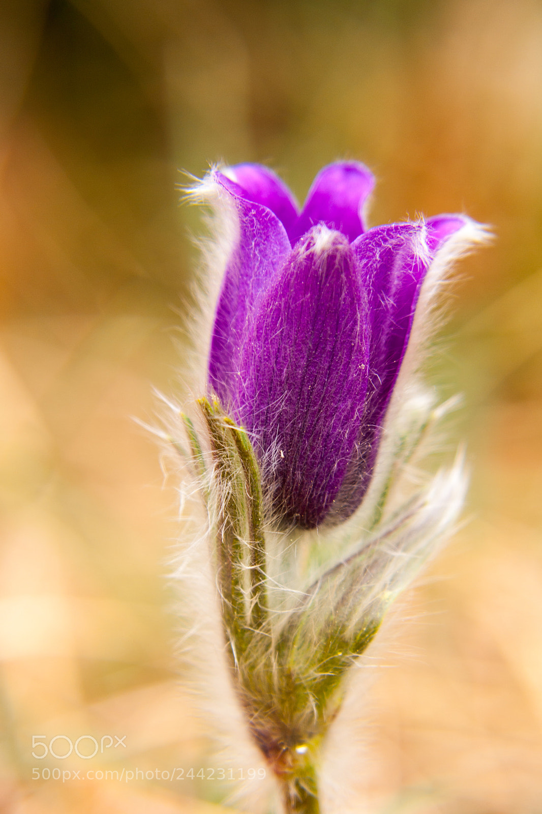 Canon EOS 40D sample photo. Sweet nature photography