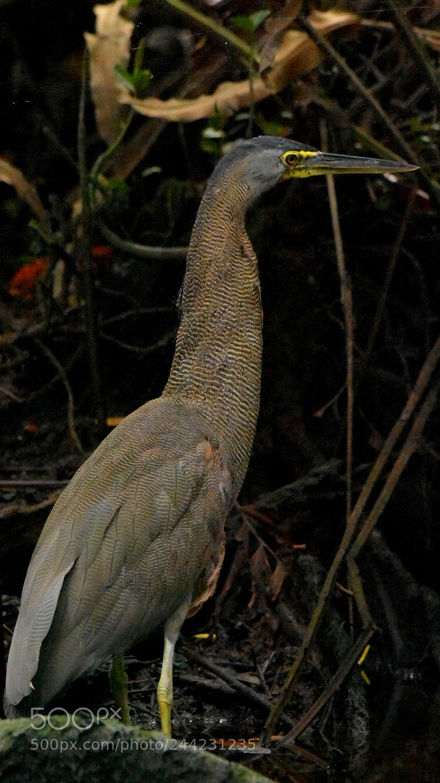 Nikon D7200 sample photo. Tiger heron photography