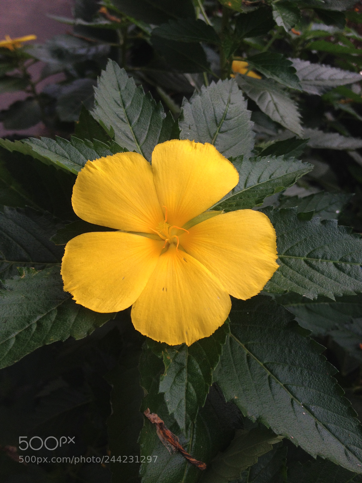 Apple iPhone 4S sample photo. Yellow flower attract bees..beautiful photography