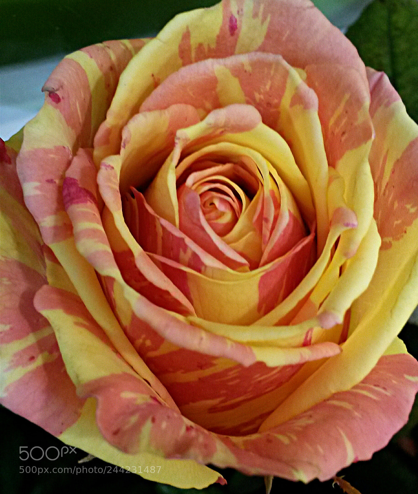 Samsung Galaxy S4 Mini sample photo. Untitled photography