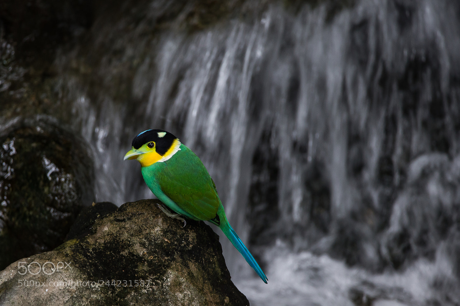 Canon EOS-1D X sample photo. Long-tailed broadbill photography