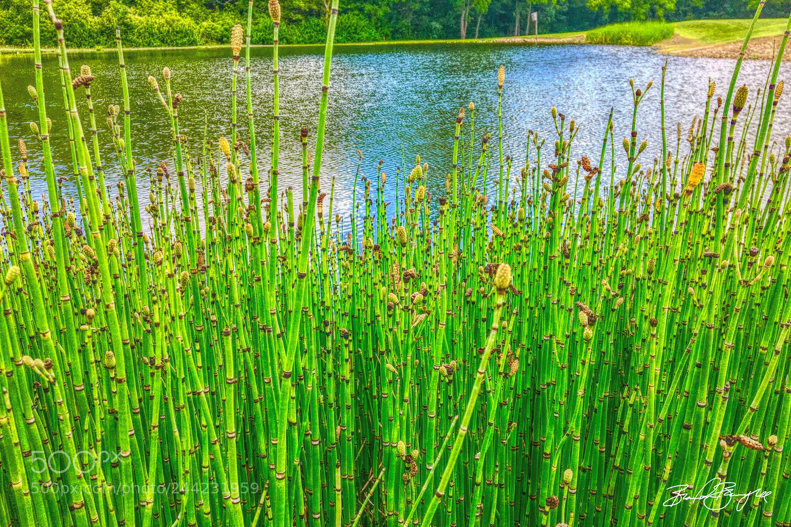 Apple iPhone 6s sample photo. Hardy bamboo photography
