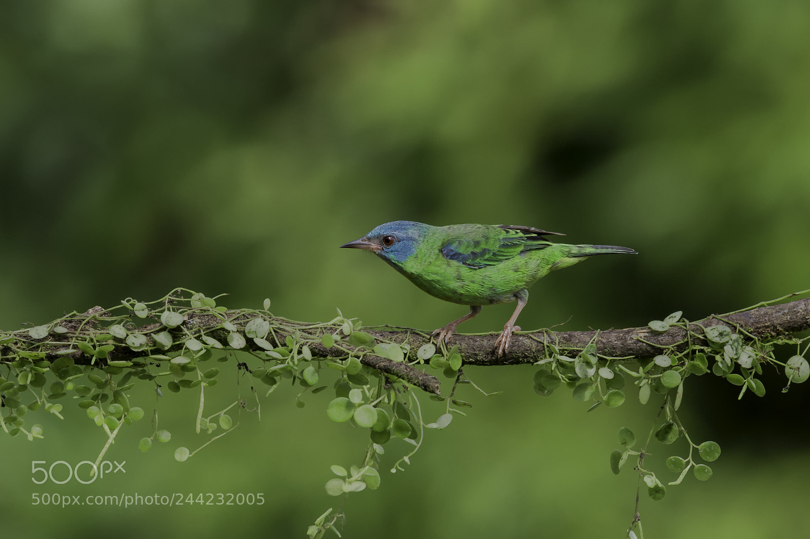 Nikon D4 sample photo. Female blue dacnis photography