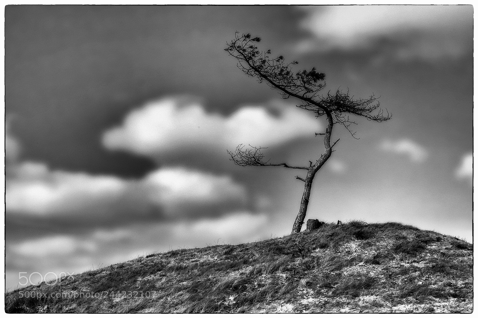 Fujifilm X-T1 sample photo. The lonely tree... photography
