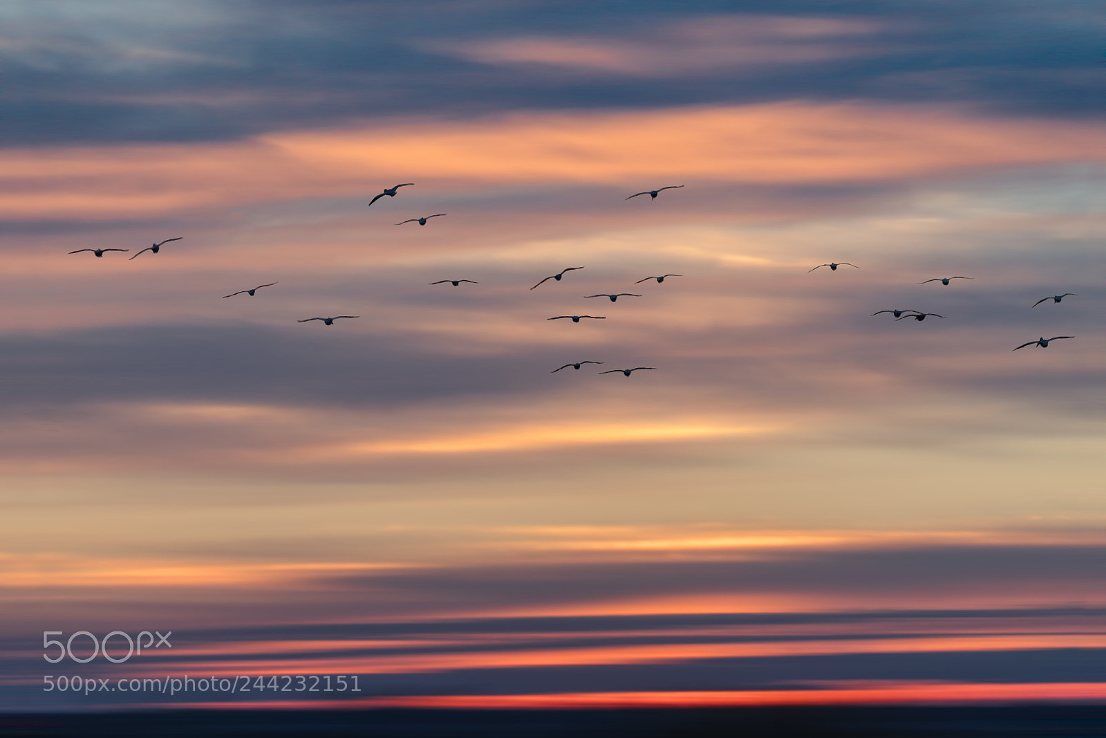 Sony a7R III sample photo. Pelicans in flight photography