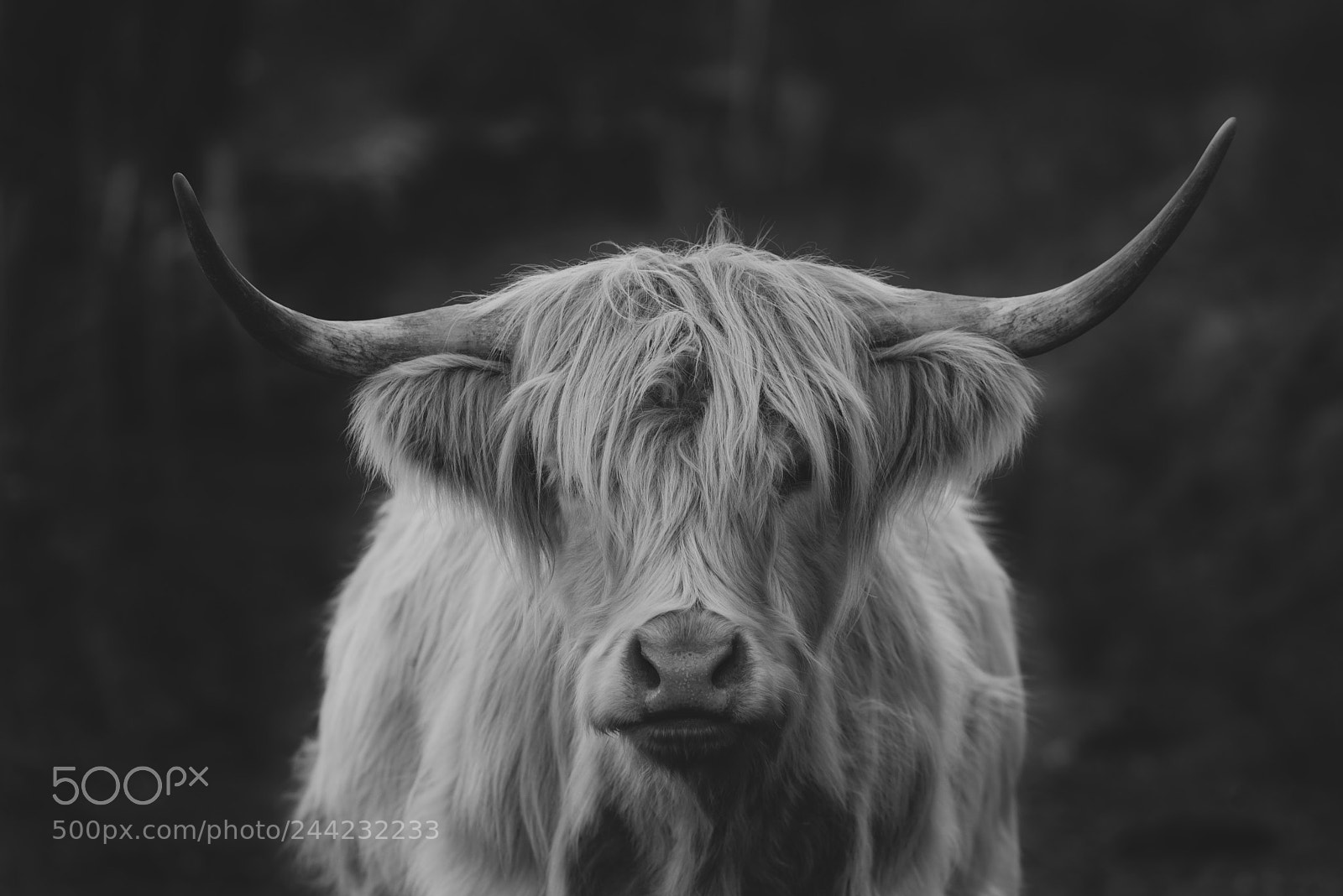Nikon D800 sample photo. Highland friend. photography