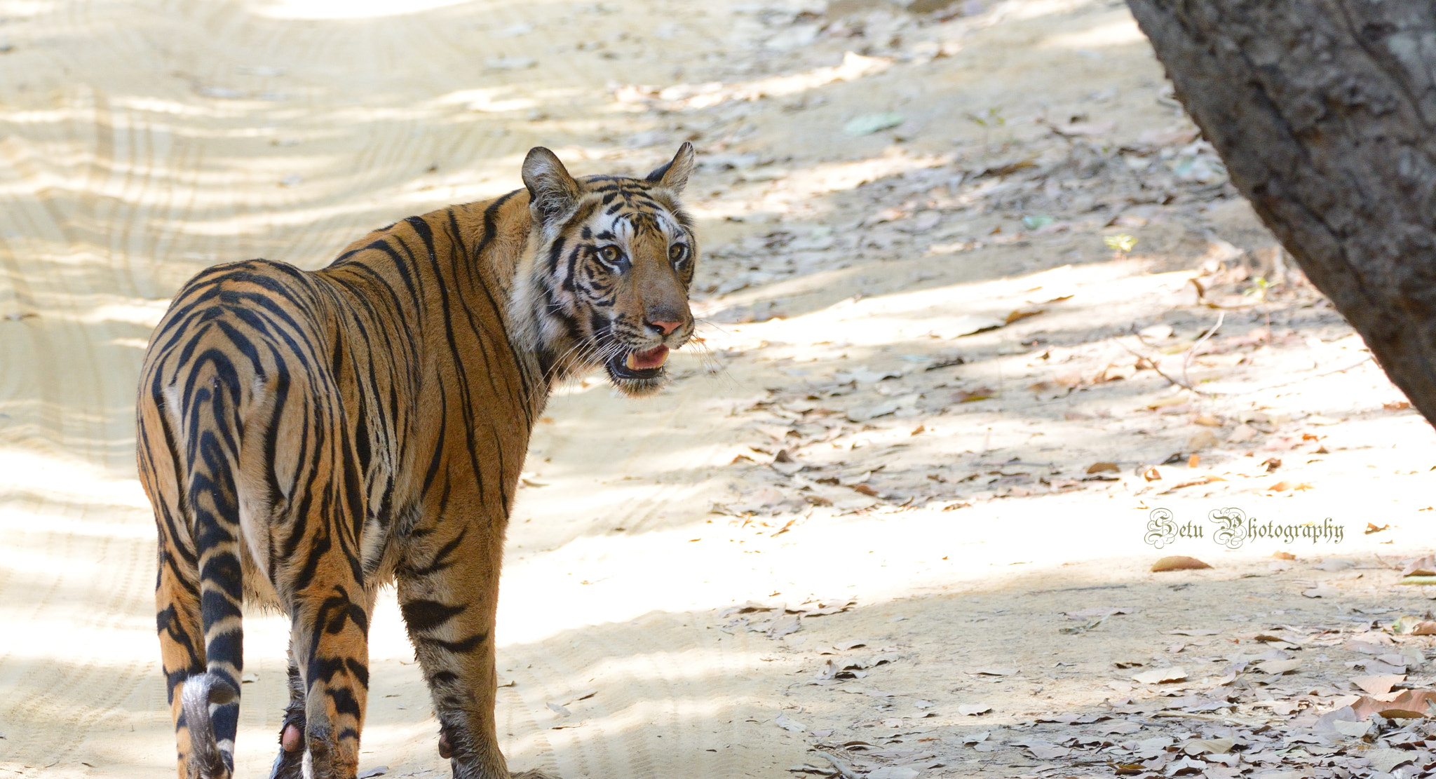 Nikon D7100 + Sigma 150-600mm F5-6.3 DG OS HSM | C sample photo. A tiger at bandhavgarh photography