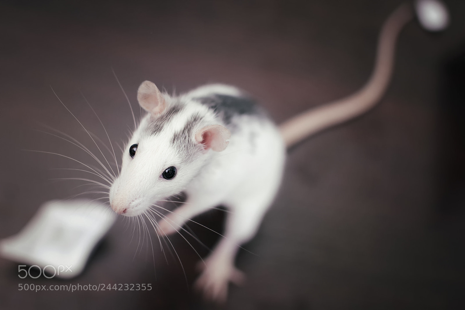 Nikon D3 sample photo. Rat photography