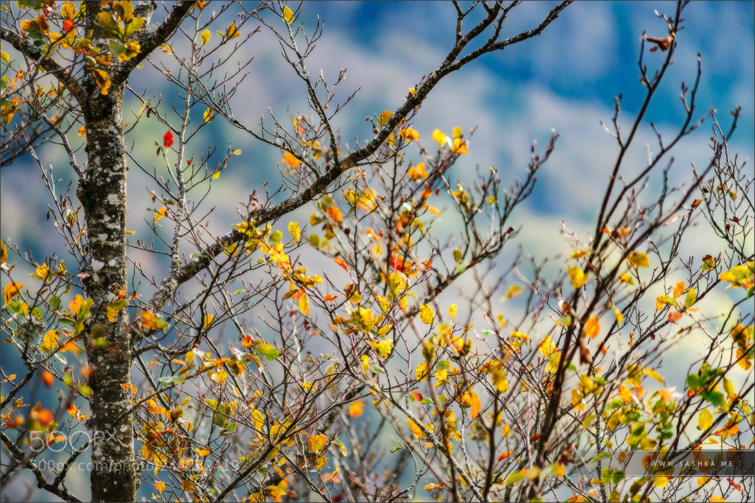 Sony Alpha a99 sample photo. Vivid autumnal colors of photography