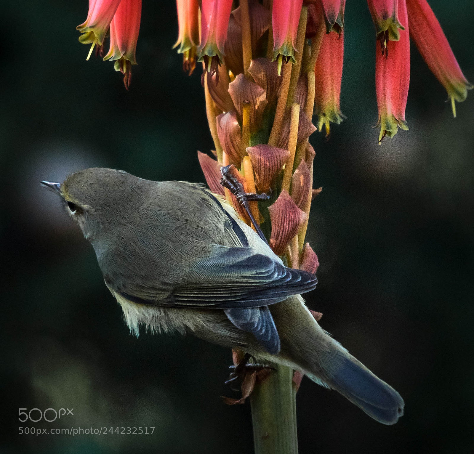 Nikon D500 sample photo. Aves photography
