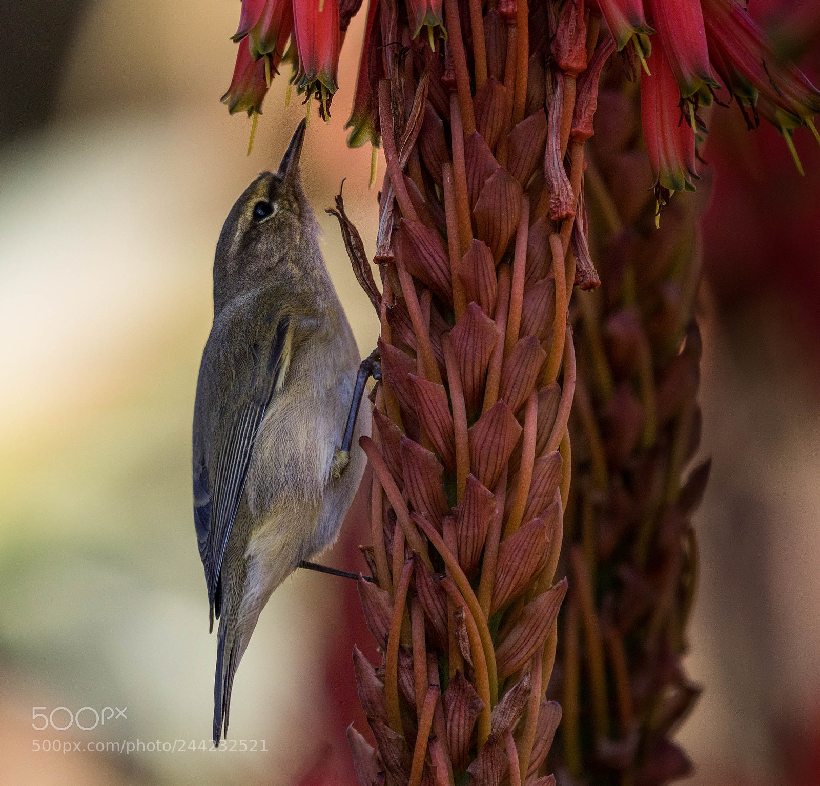 Nikon D500 sample photo. Aves photography