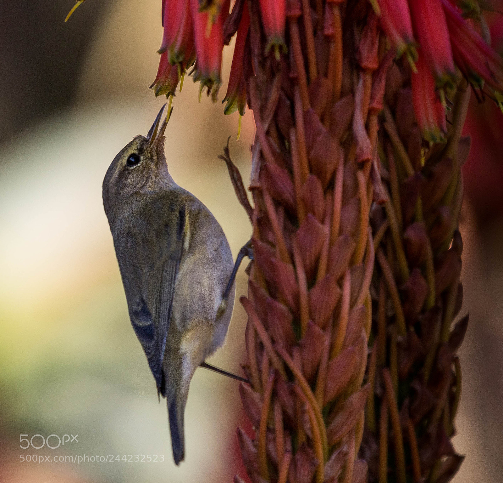 Nikon D500 sample photo. Aves photography