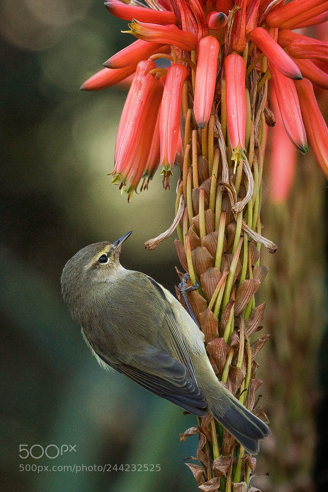Nikon D500 sample photo. Aves photography