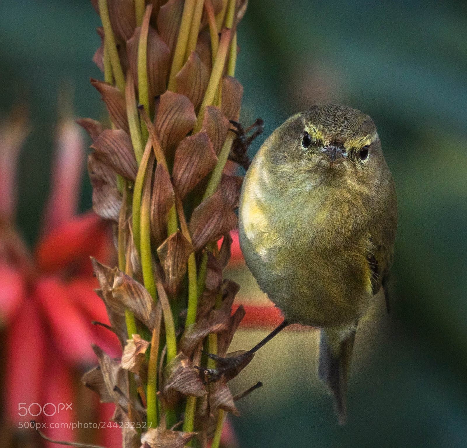 Nikon D500 sample photo. Aves photography