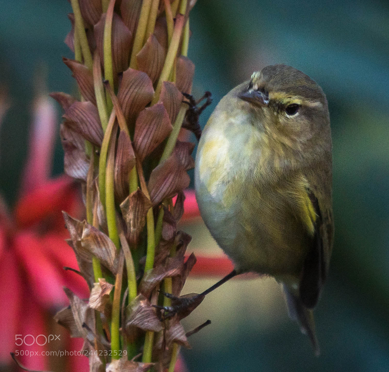Nikon D500 sample photo. Aves photography