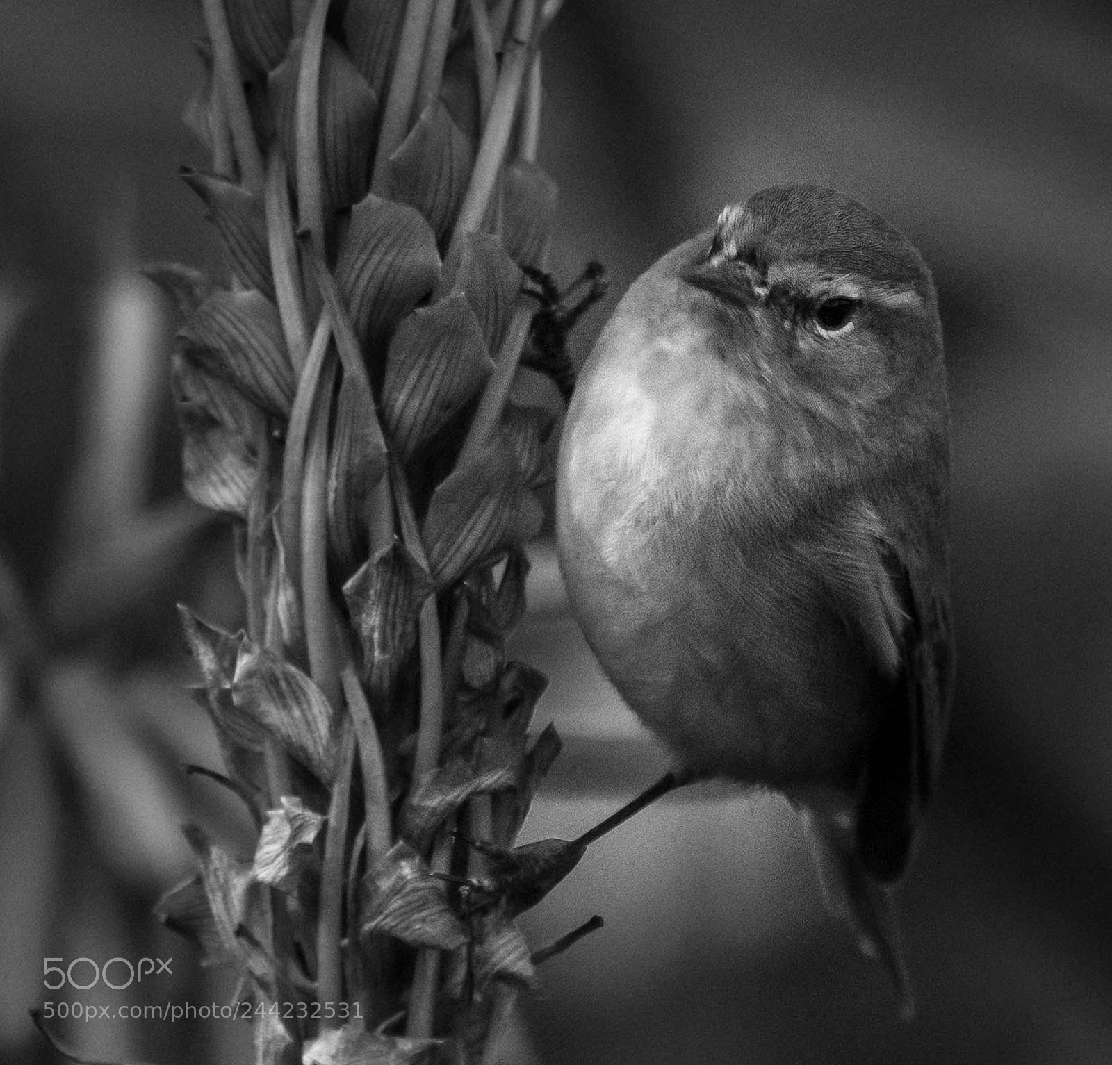 Nikon D500 sample photo. Aves photography