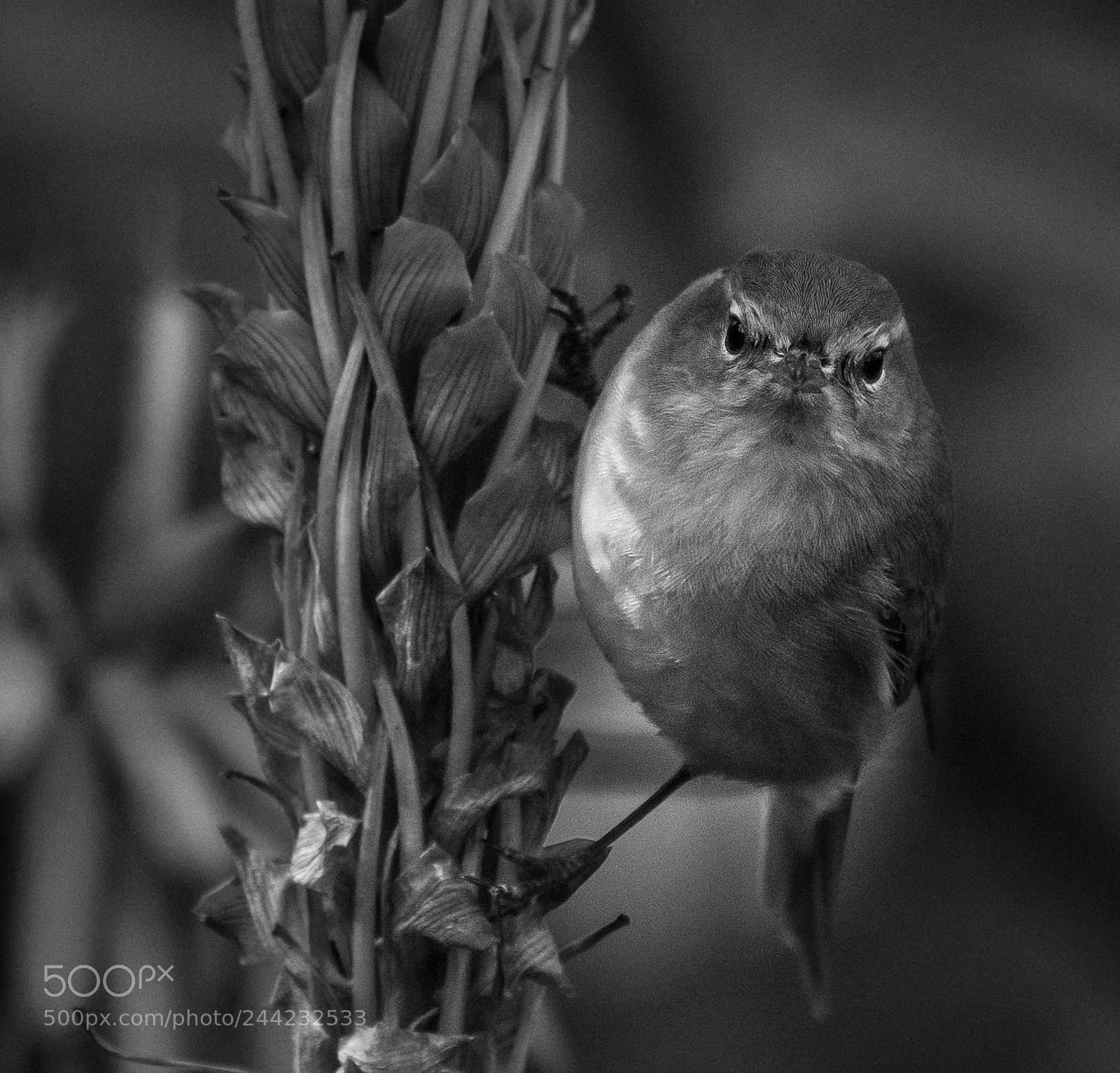 Nikon D500 sample photo. Aves photography
