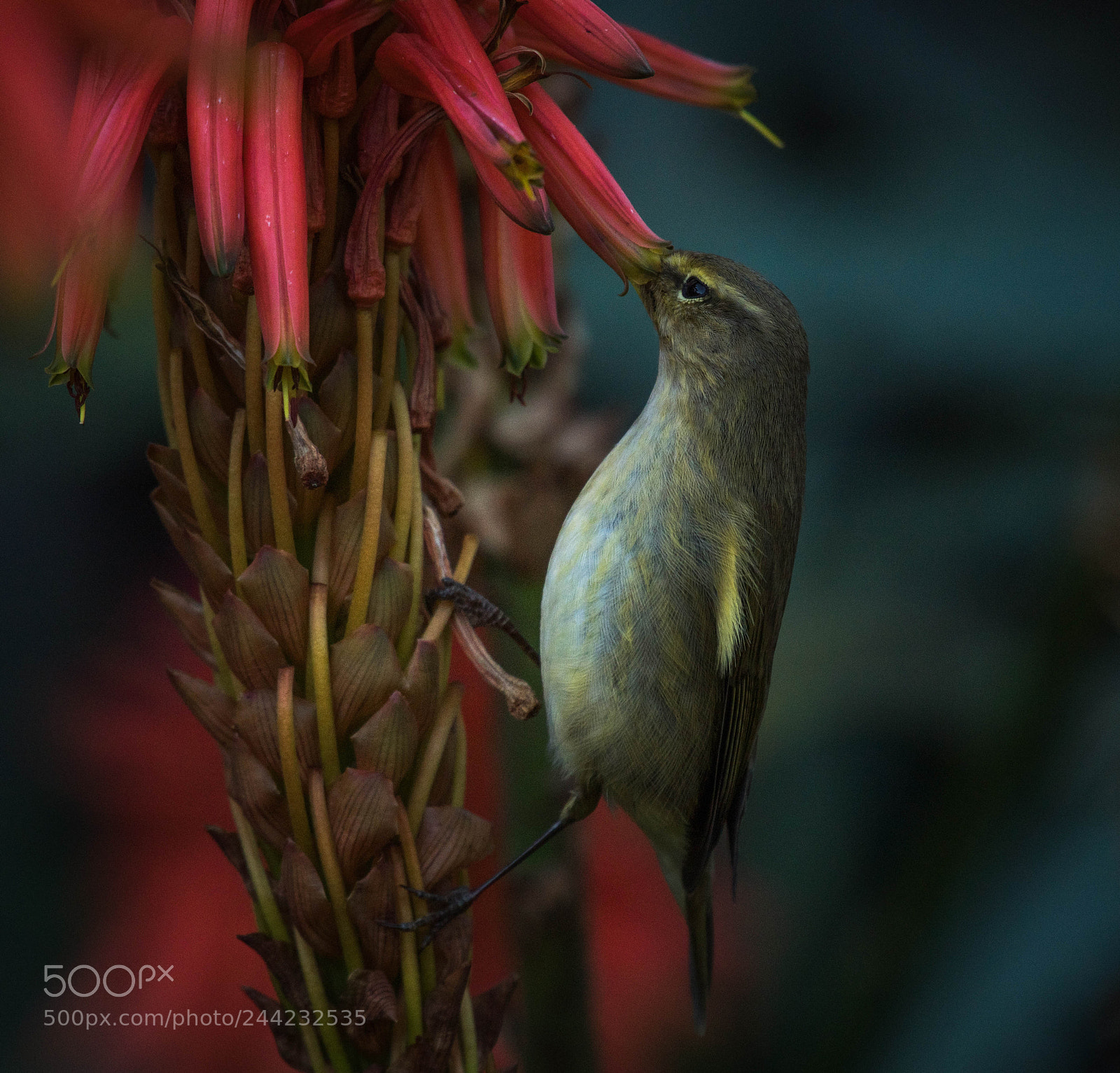 Nikon D500 sample photo. Aves photography