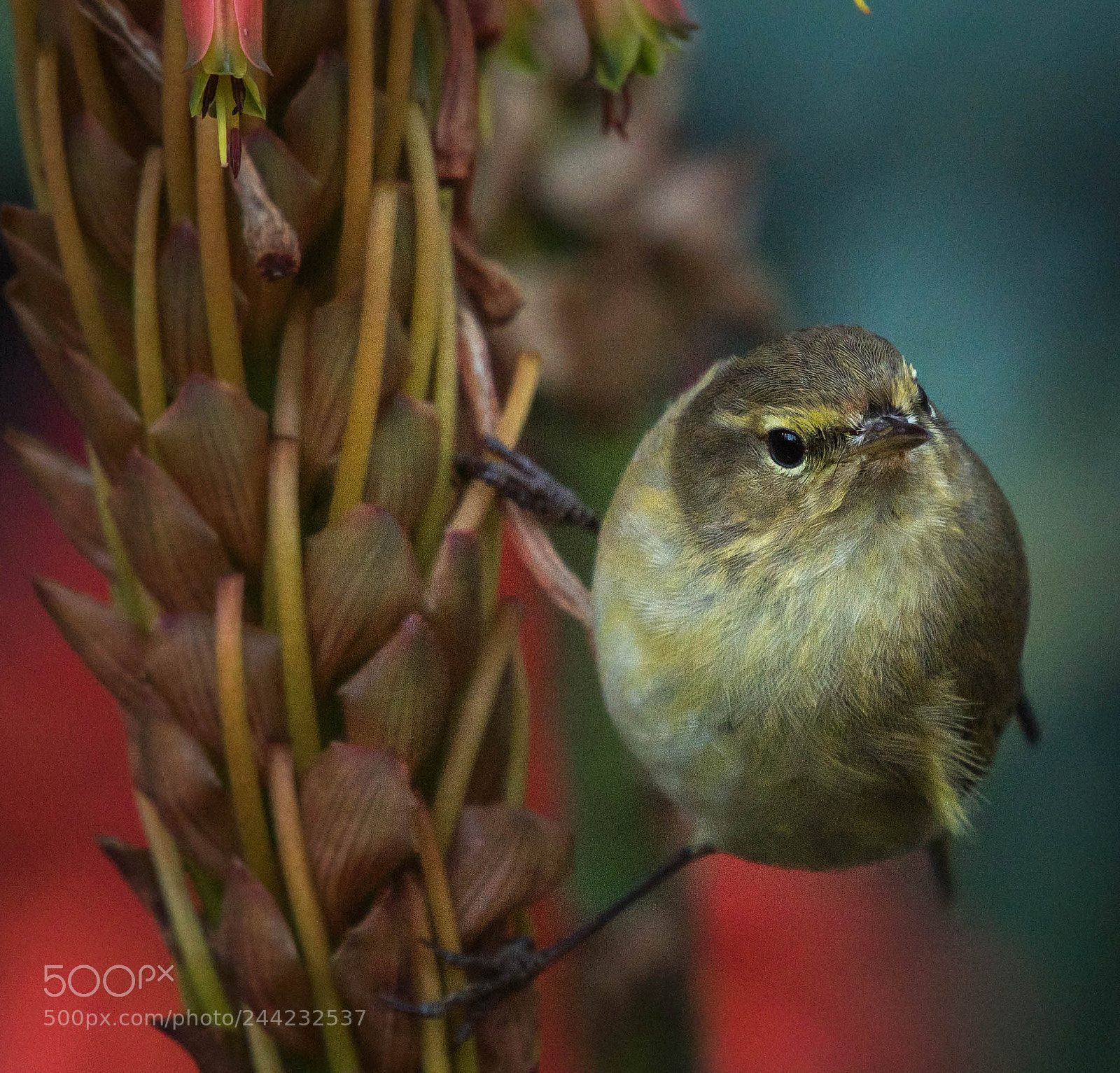 Nikon D500 sample photo. Aves photography