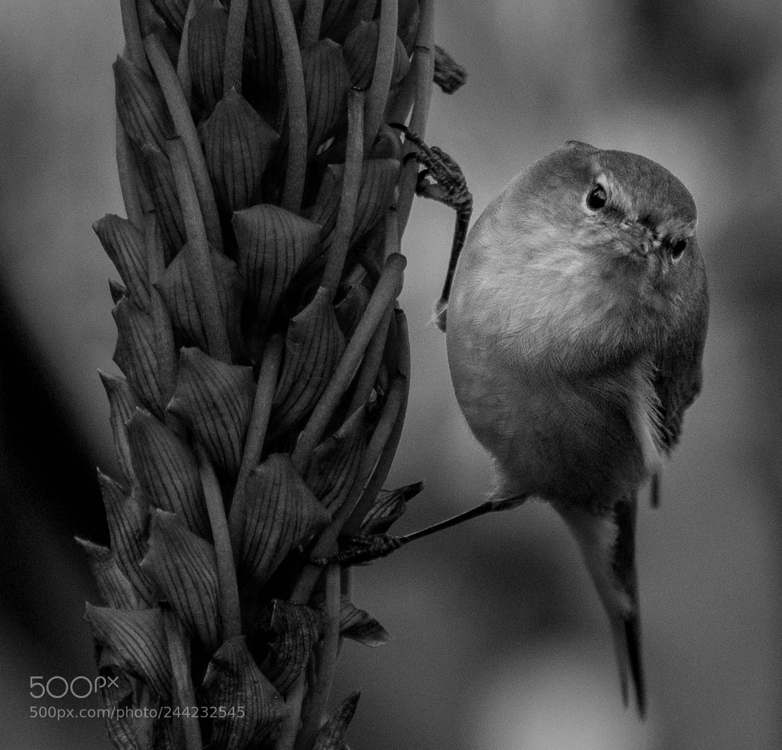 Nikon D500 sample photo. Aves photography