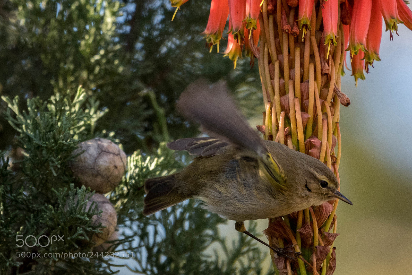 Nikon D500 sample photo. Aves photography