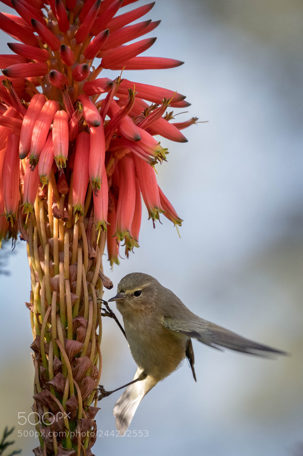 Nikon D500 sample photo. Aves photography