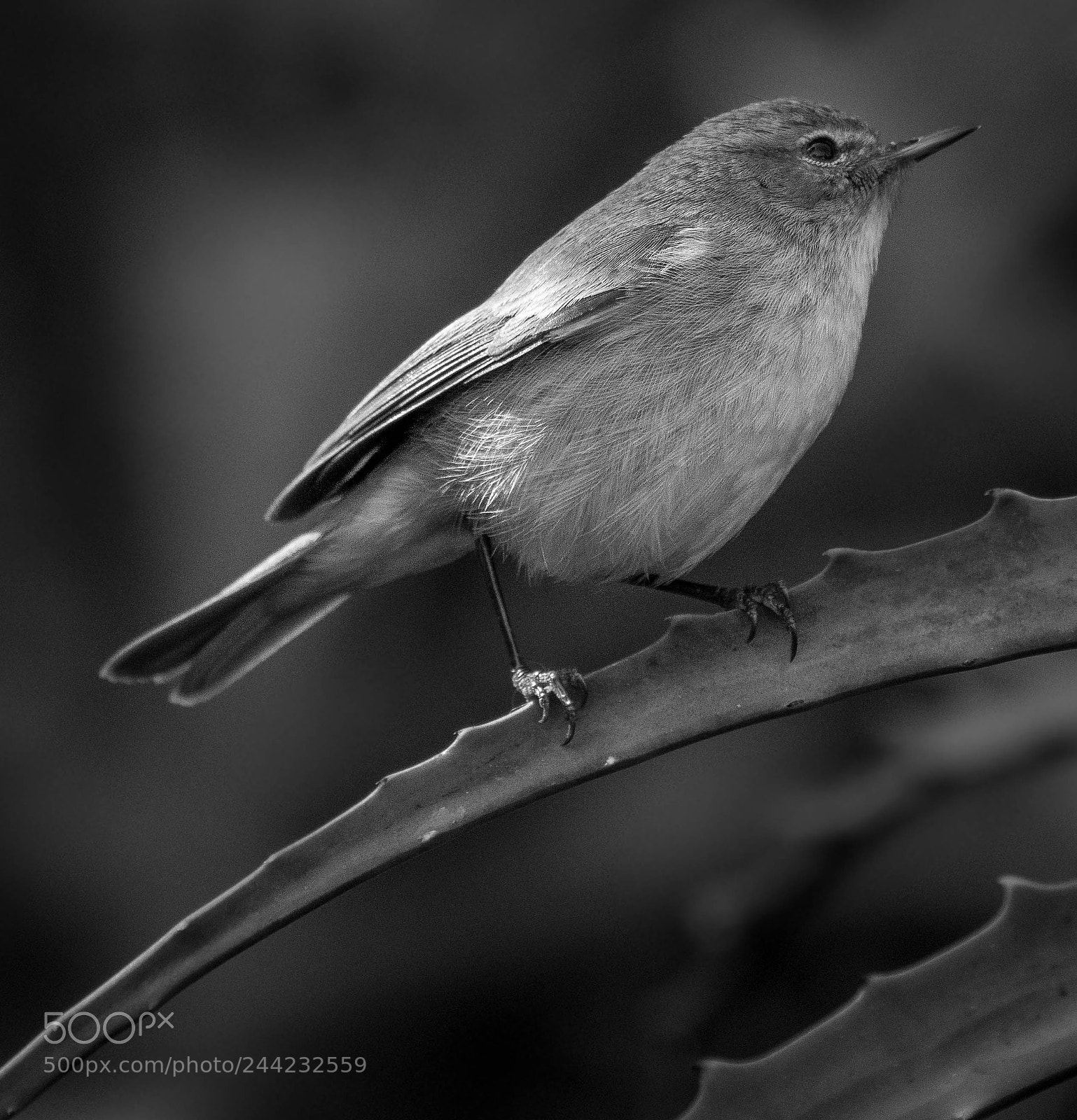 Nikon D500 sample photo. Aves photography