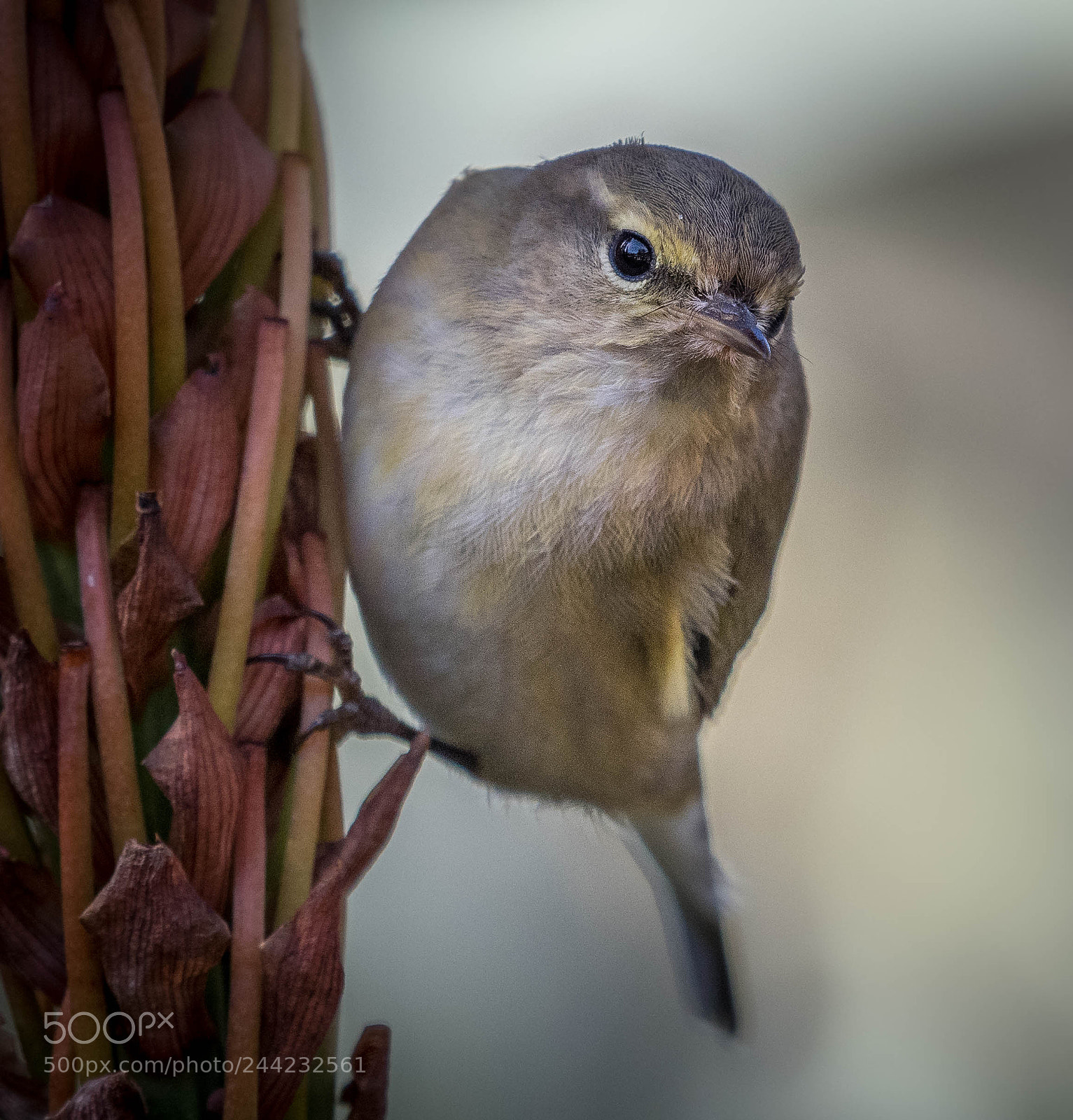 Nikon D500 sample photo. Aves photography
