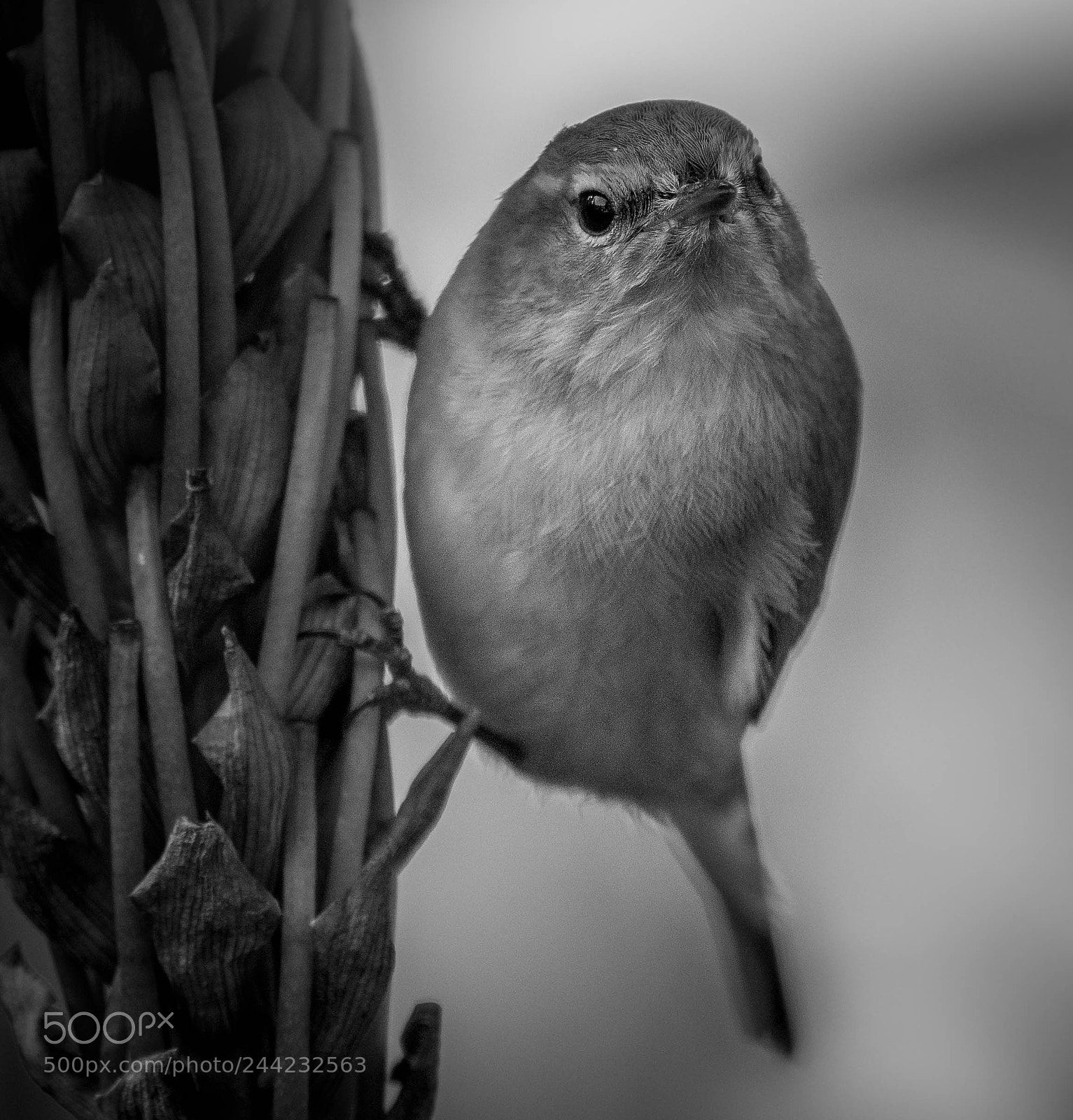 Nikon D500 sample photo. Aves photography