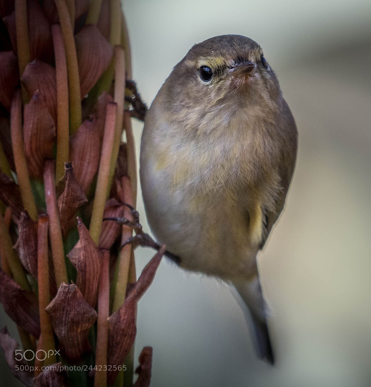 Nikon D500 sample photo. Aves photography