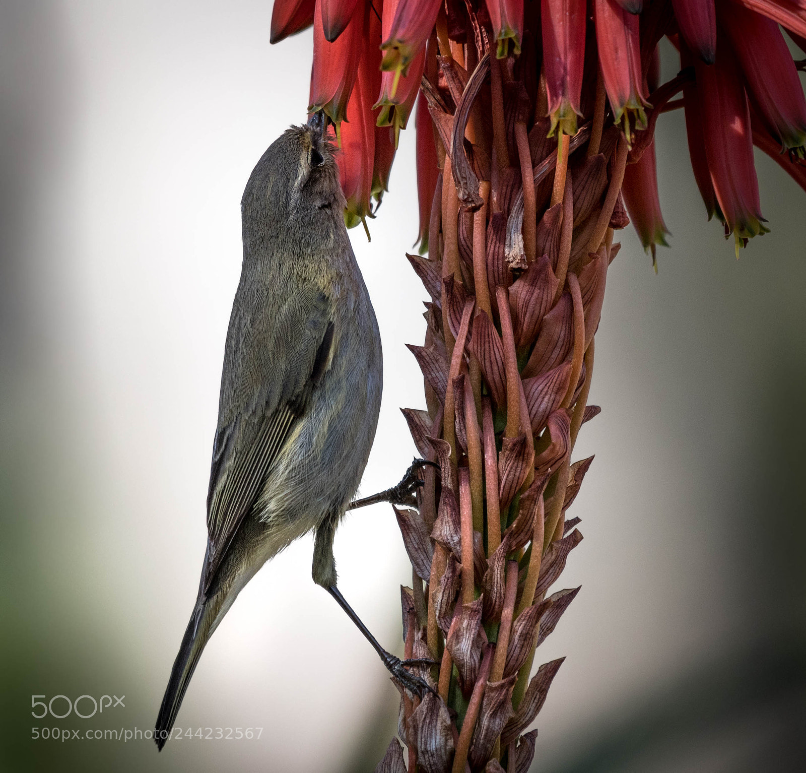 Nikon D500 sample photo. Aves photography