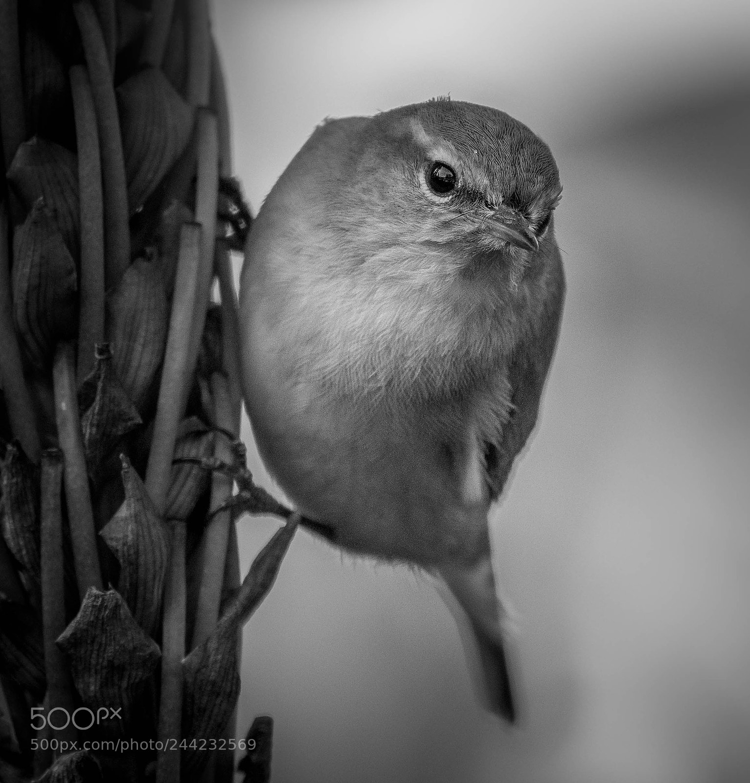 Nikon D500 sample photo. Aves photography