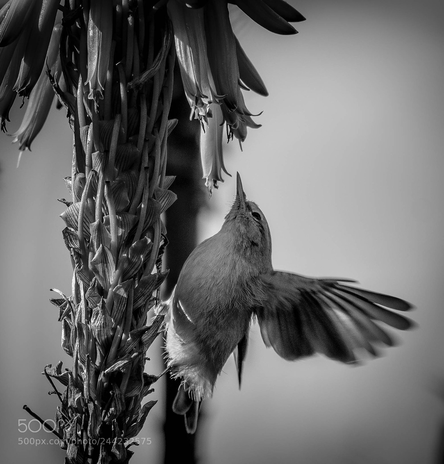 Nikon D500 sample photo. Aves photography