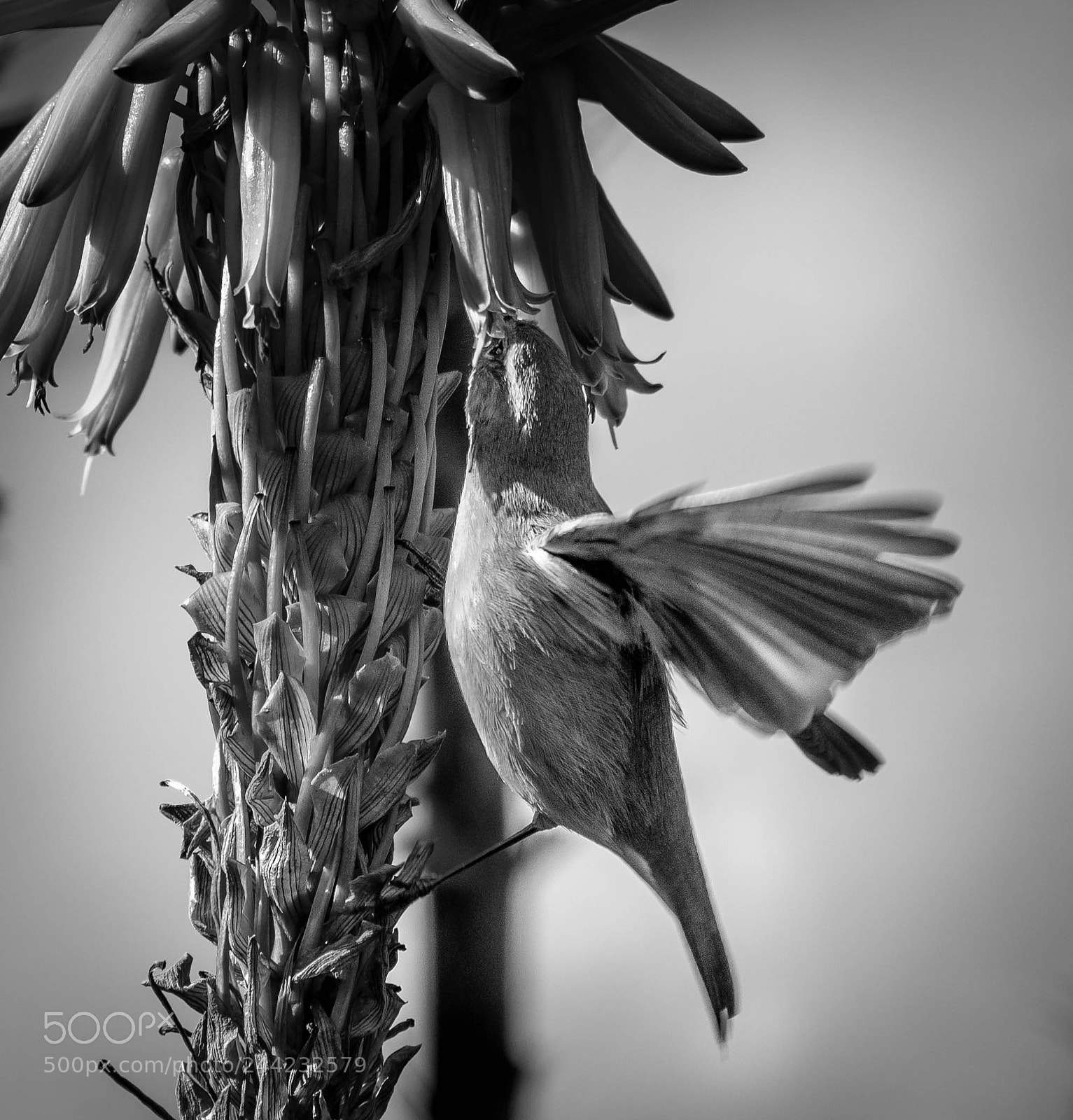 Nikon D500 sample photo. Aves photography
