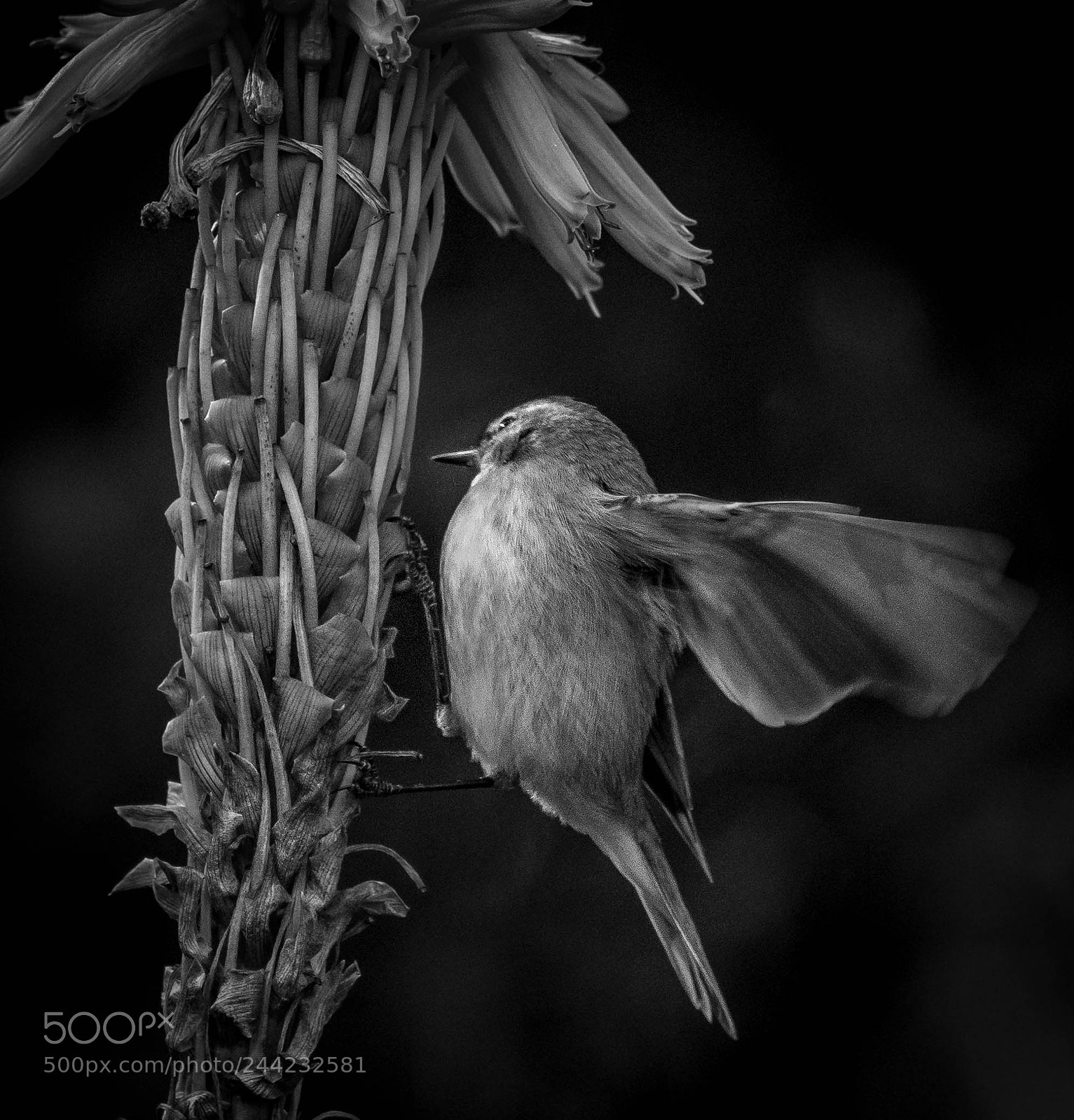 Nikon D500 sample photo. Aves photography